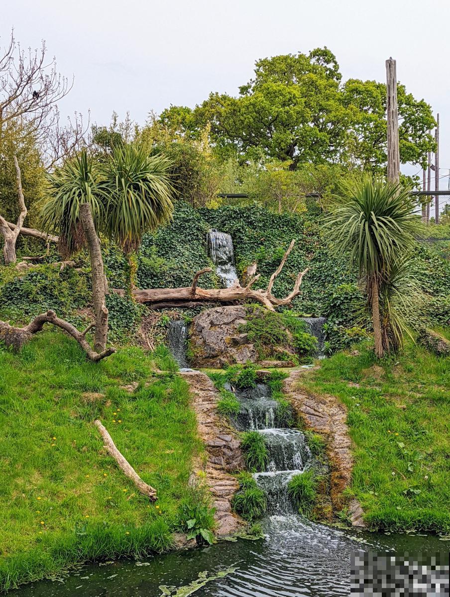 虎耳花怎么养的？