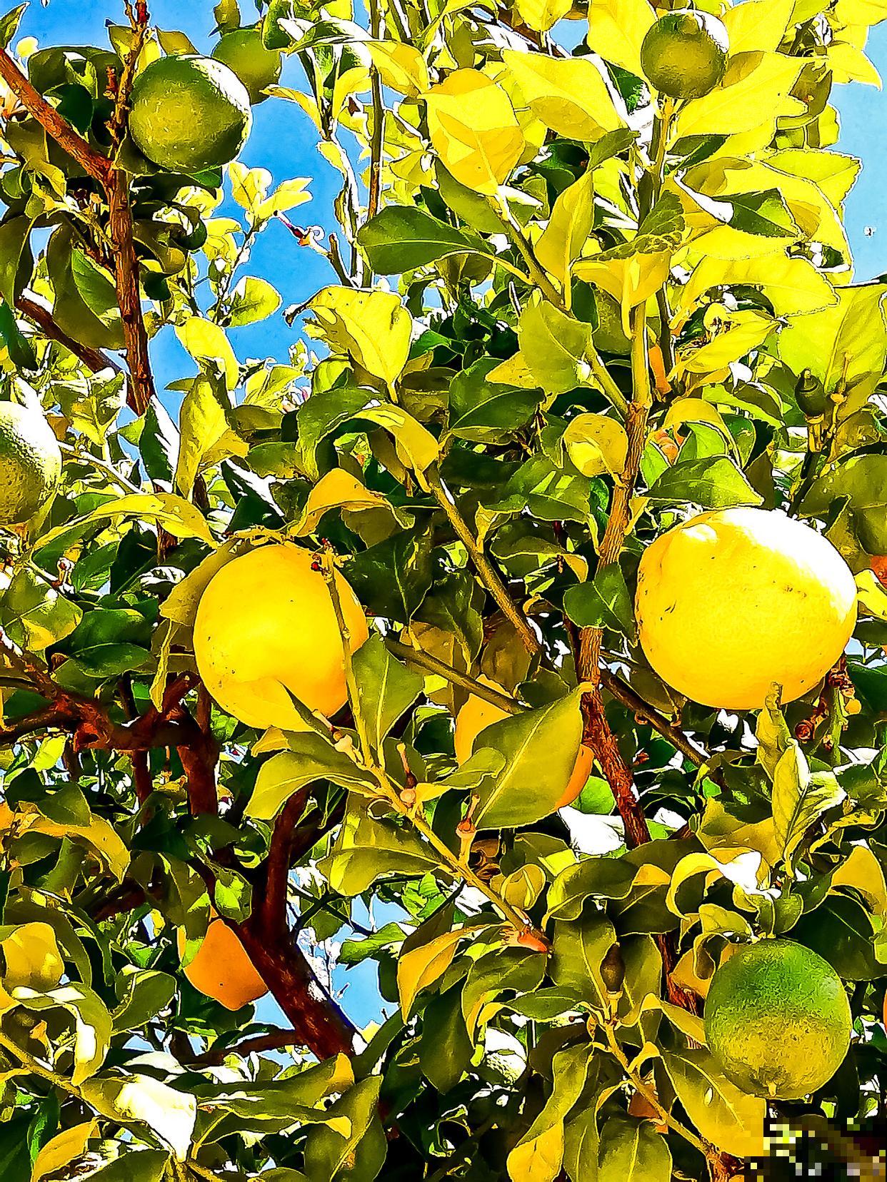 柠檬树怎么疏花蕾