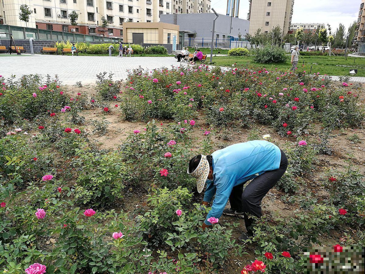 芍药花如何施肥? 芍药花如何施肥?