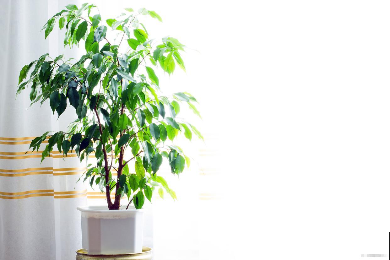 幸福树春天换盆好吗 幸福树春天换盆好吗