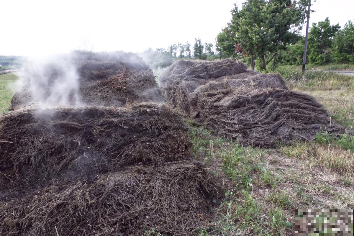 草木灰适合种什么花