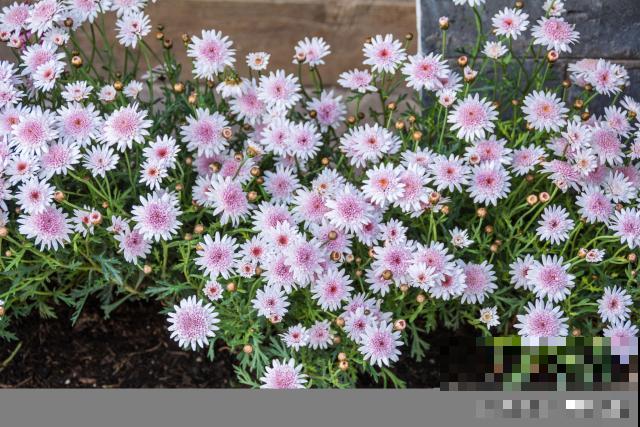 露薇花如何繁殖? 露薇花如何繁殖?