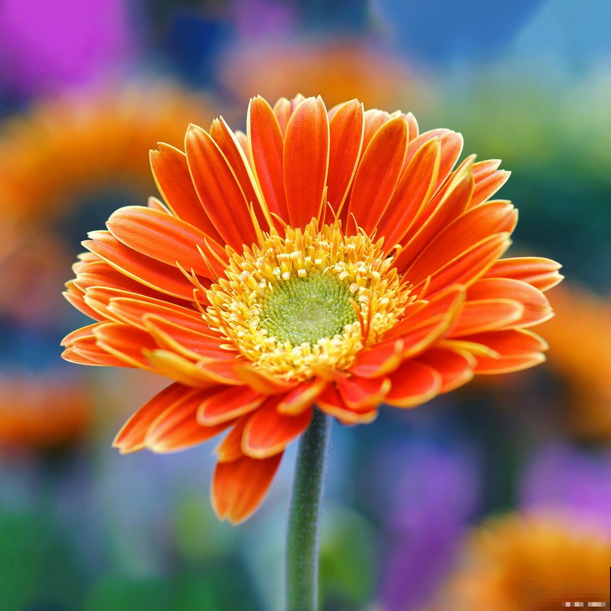 非洲菊可以养多久 非洲菊可以养多久