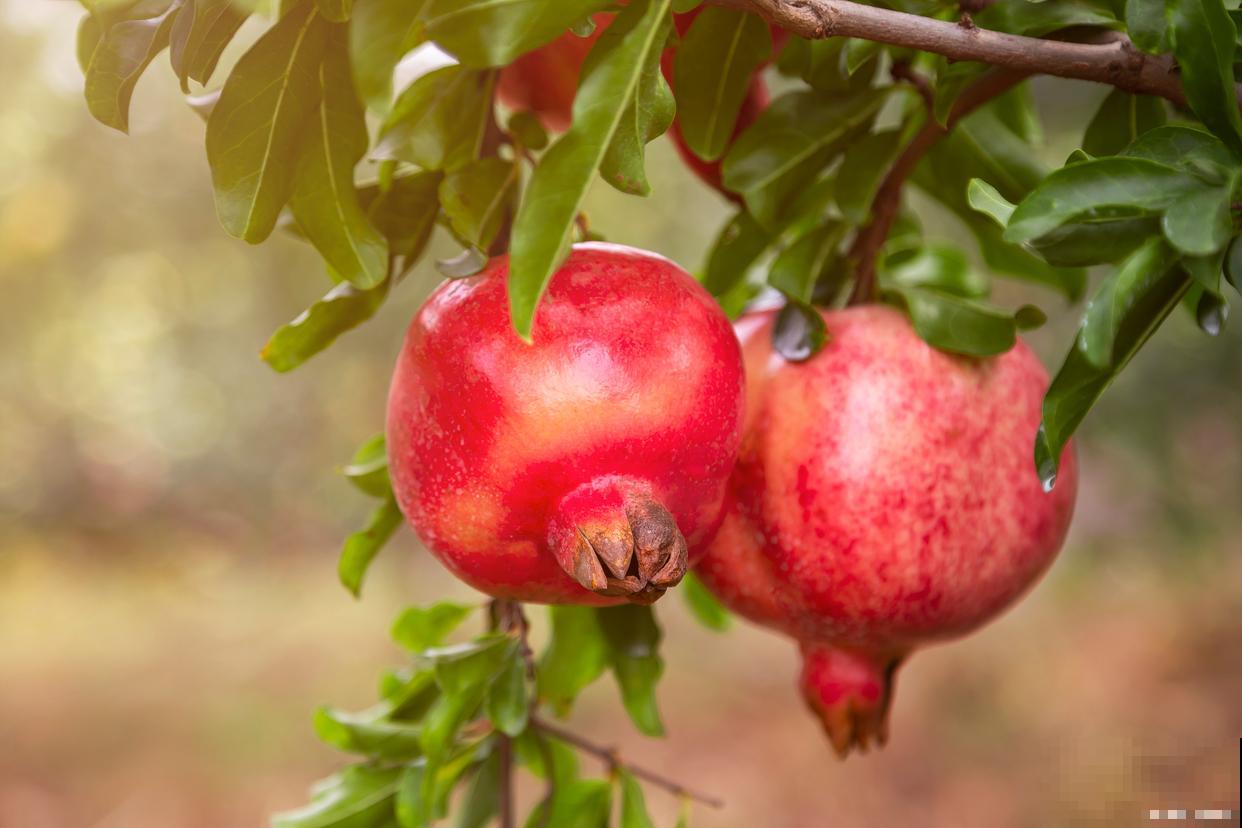 石榴种子怎么种才能发芽
