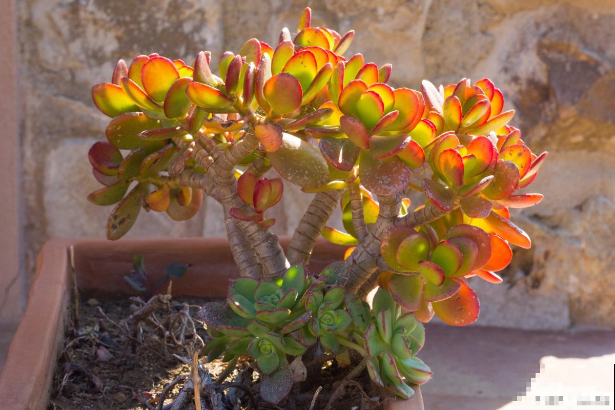 玫瑰火祭多肉怎么养