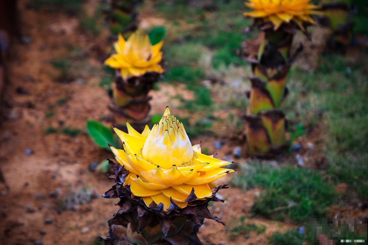 地涌金莲什么时候开花