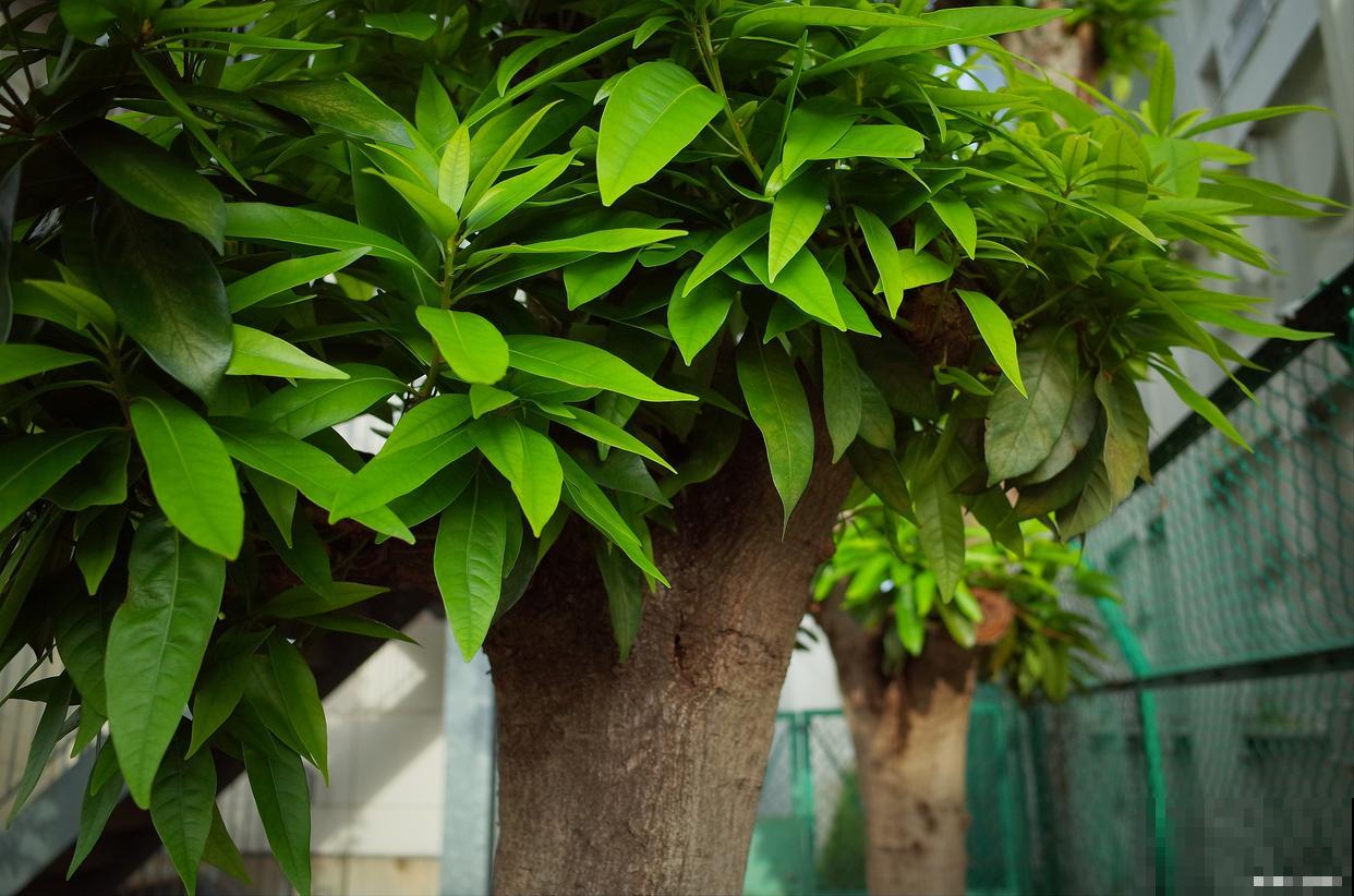 幸福树的叶子发软发蔫下垂怎么补救 幸福树的叶子发软发蔫下垂怎么补救