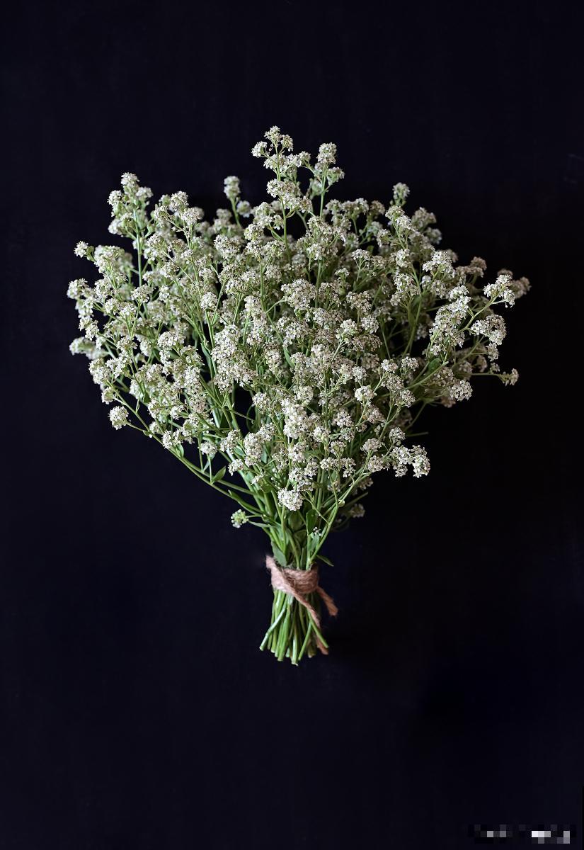 满天星怎么染色？