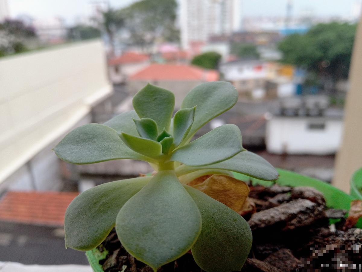 番杏科多肉植物怎么养