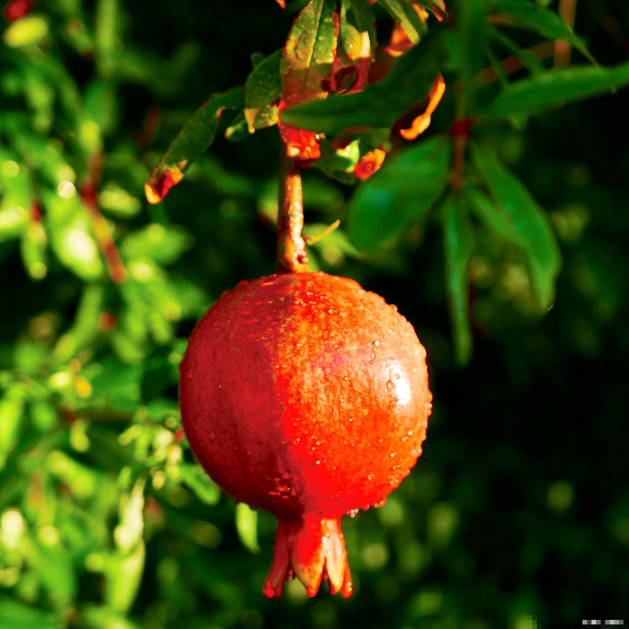 石榴种子怎么种才能发芽