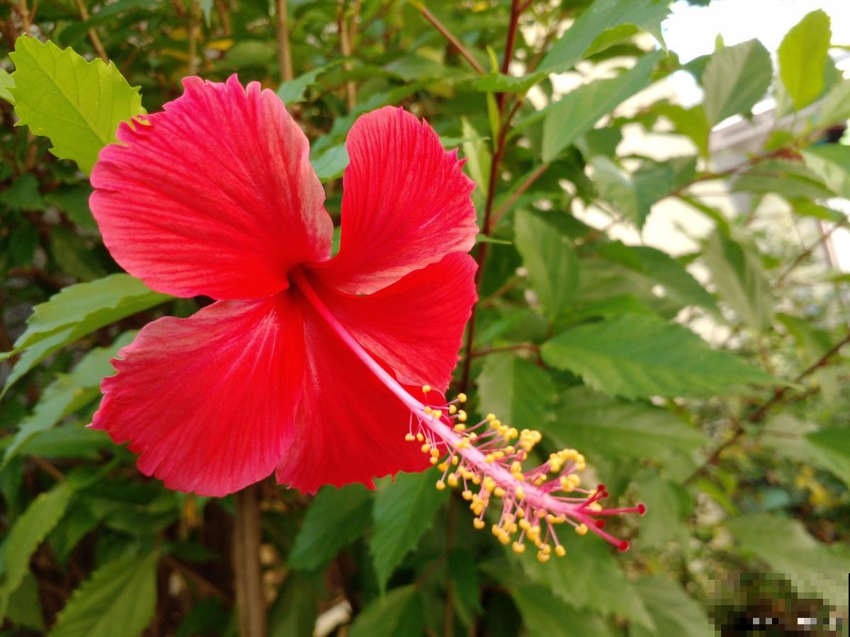 扶桑花落蕾是什么原因