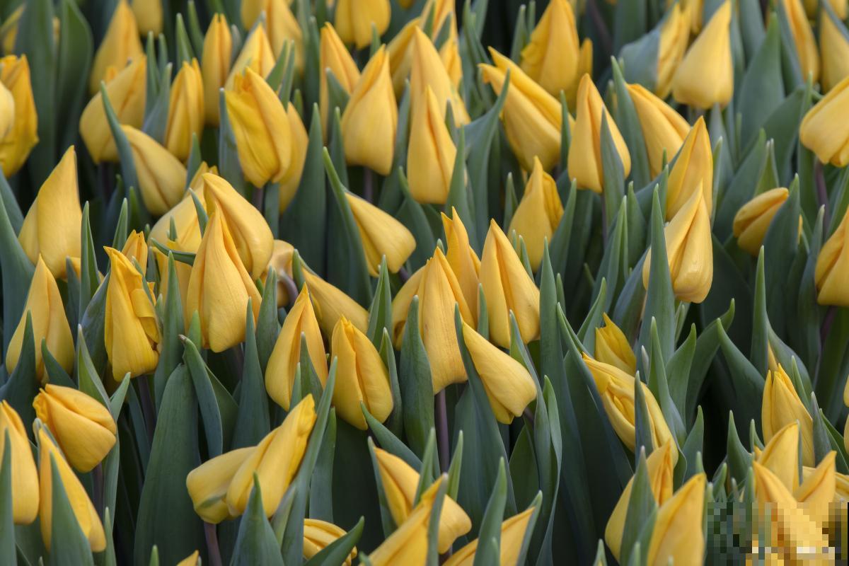 开黄花的花卉有哪些