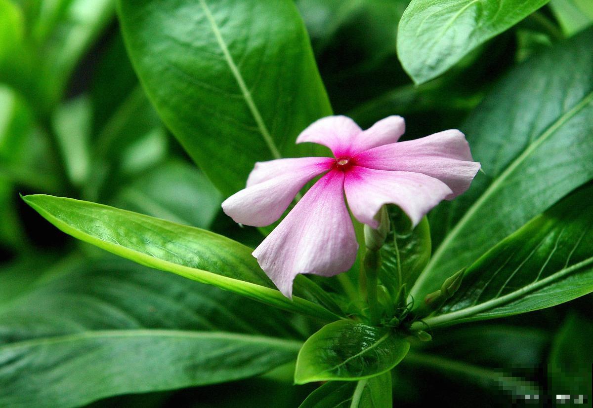 日日春怎么种植? 日日春怎么种植?