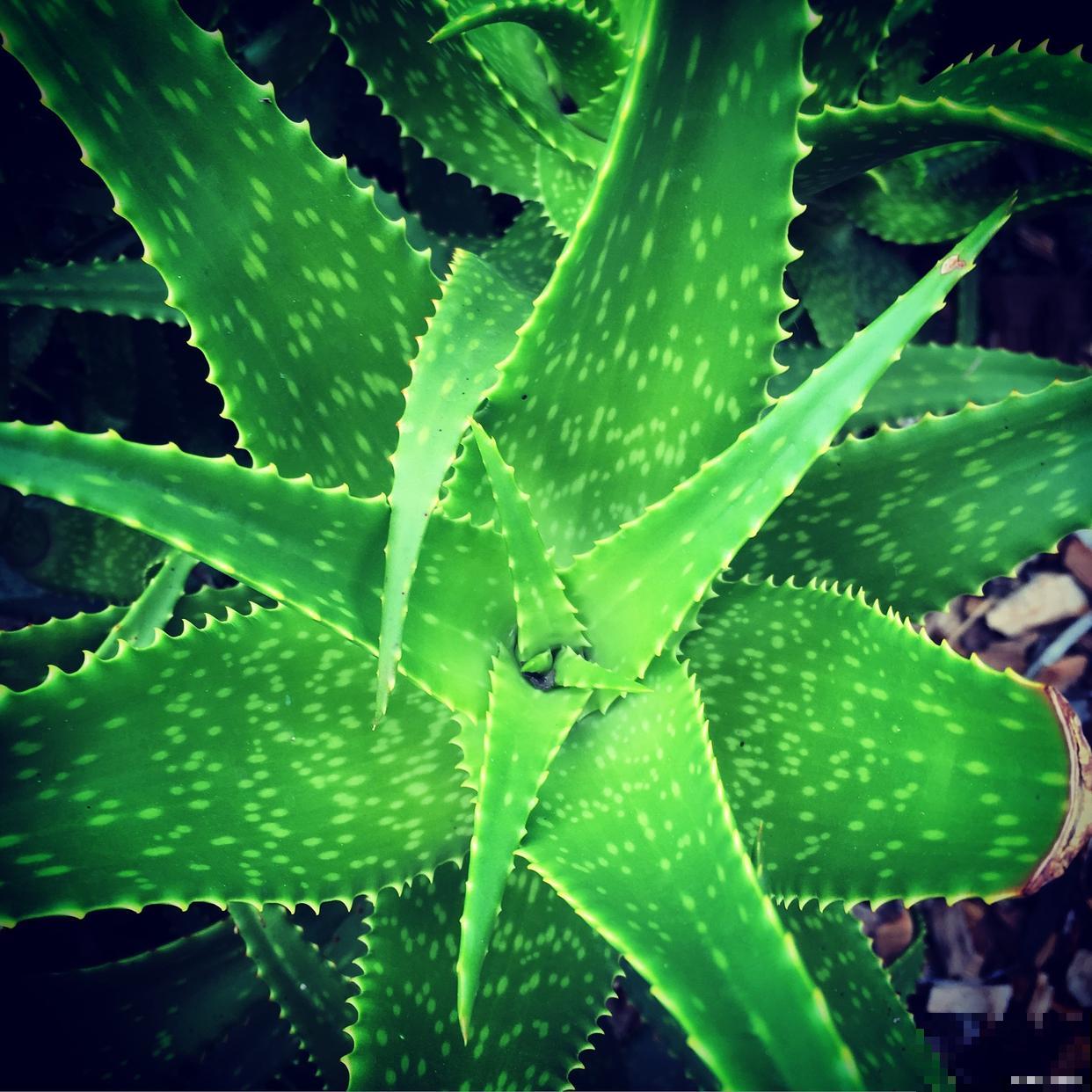 芦荟怎么叶插的？