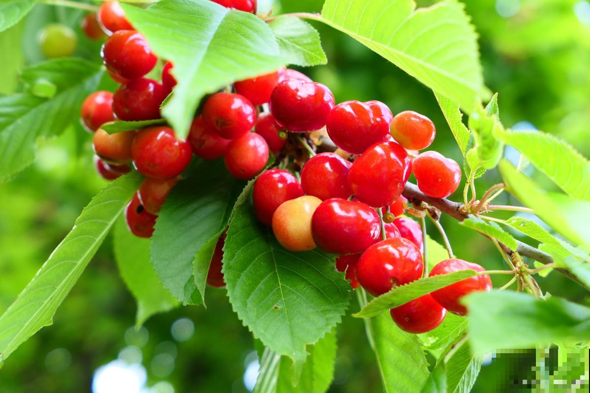 三年的樱桃树修剪方法 三年的樱桃树修剪方法