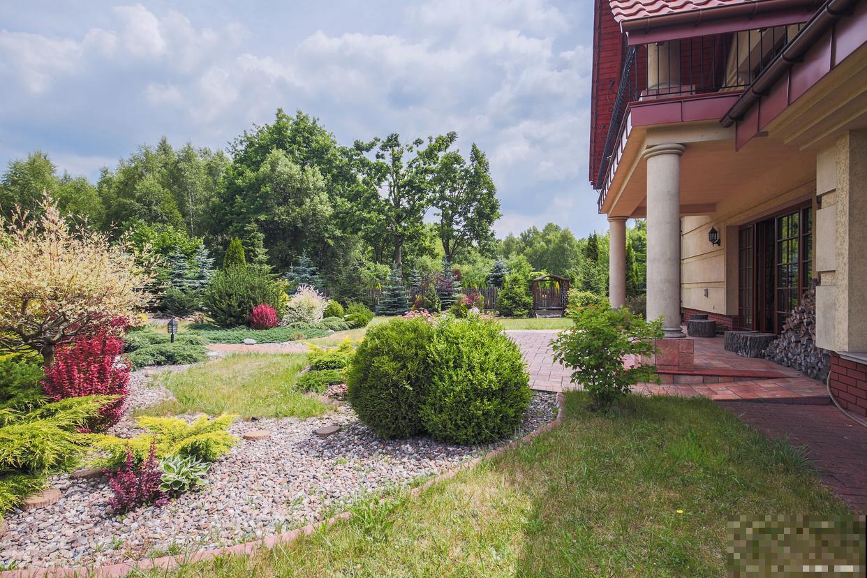 爱心榕适合在家养吗