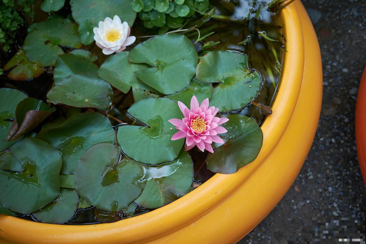 碗莲为什么要翻盆