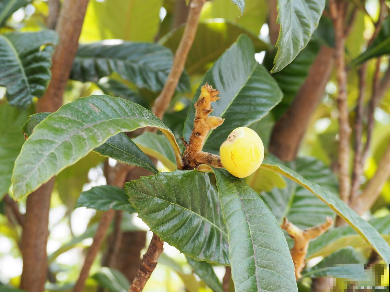 枇杷嫁接方法及时间