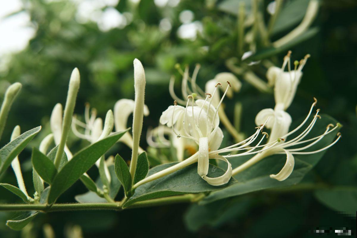 木本的花卉有哪些