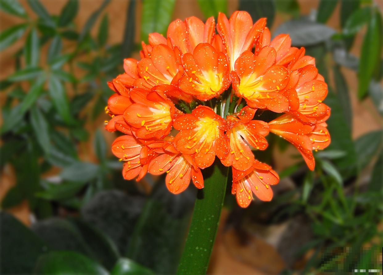 君子兰烂根后怎么处理生新根