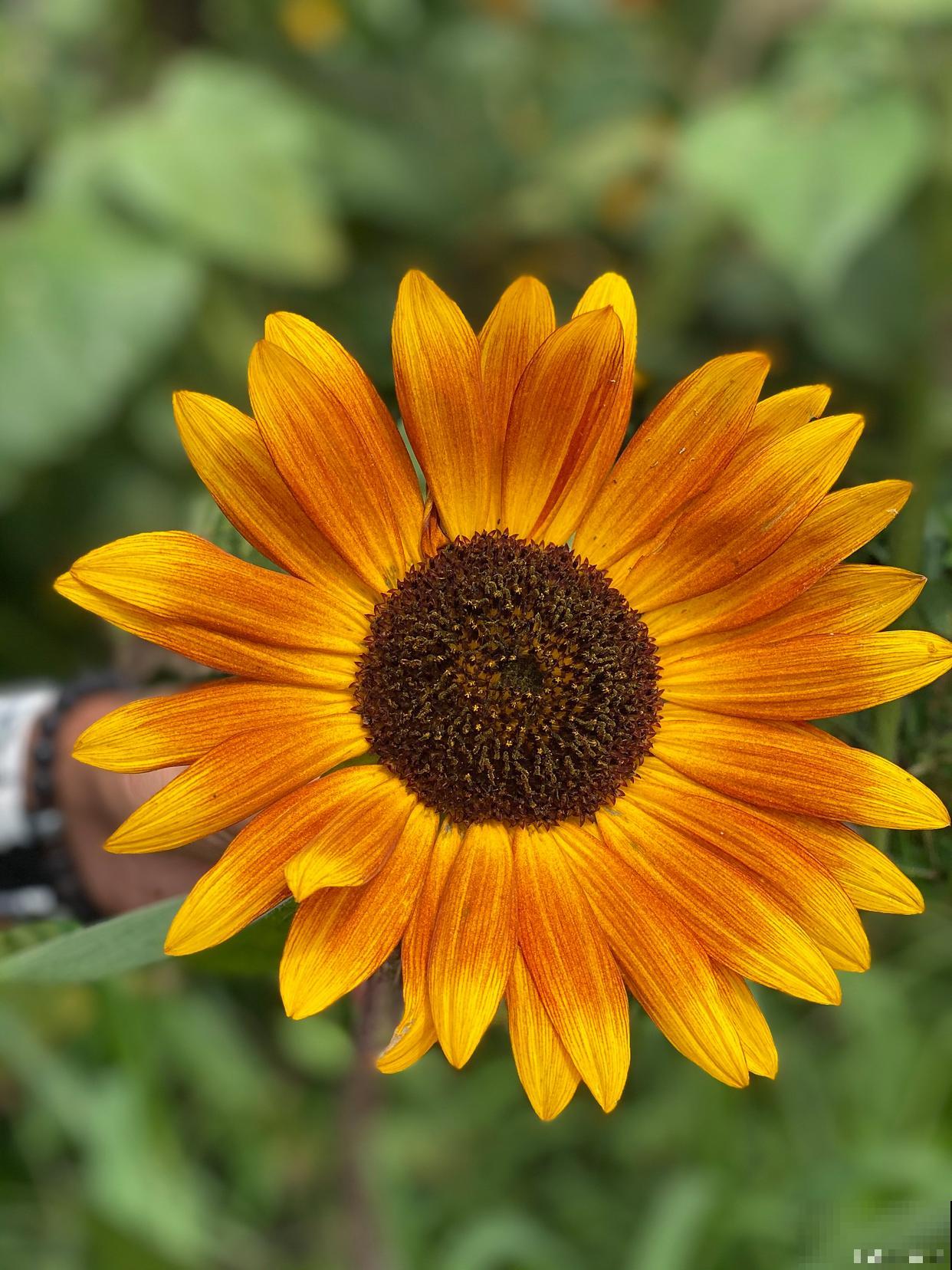 长日照的花卉有哪些 长日照的花卉有哪些