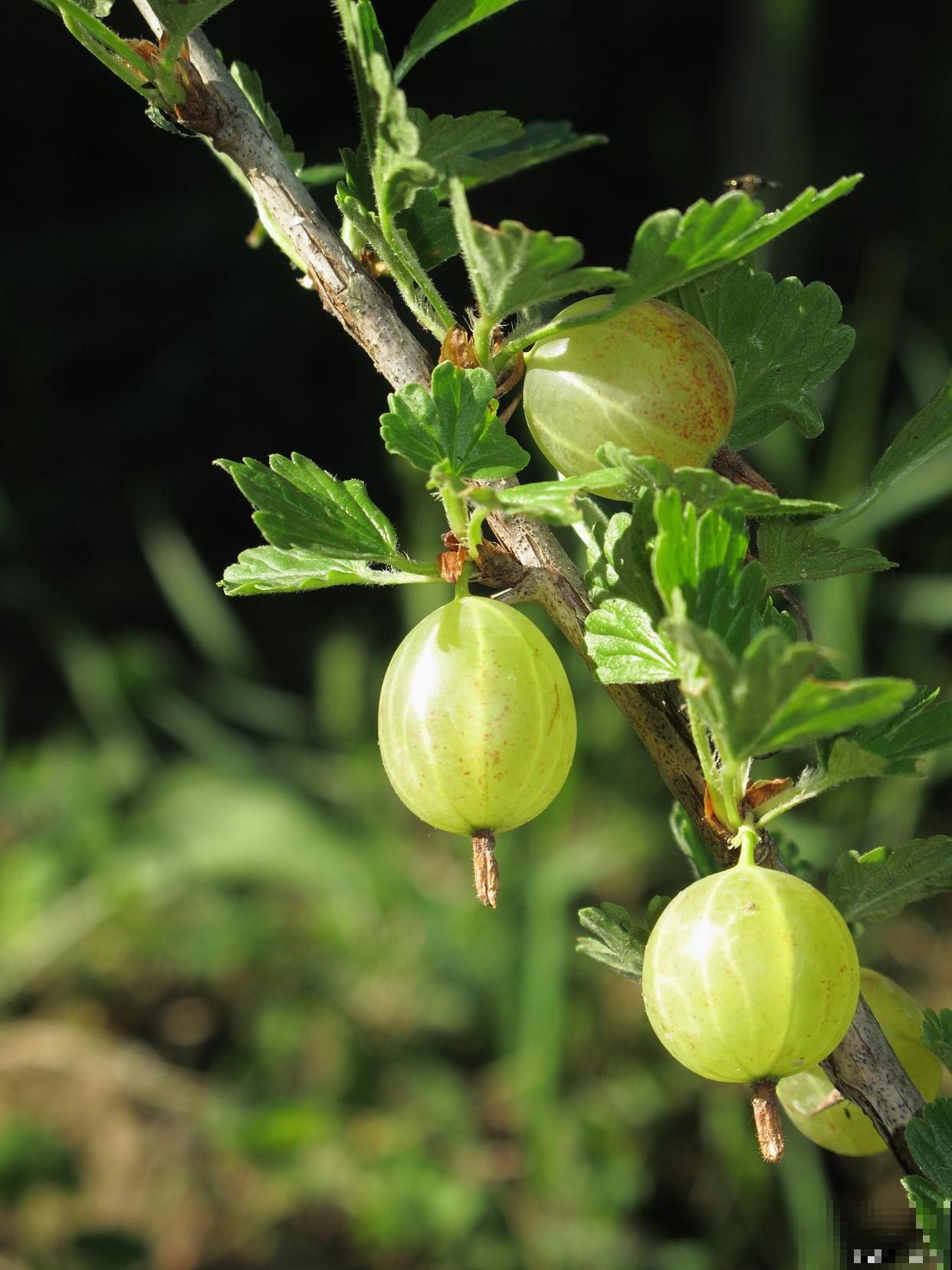 秋天生长的植物有哪些