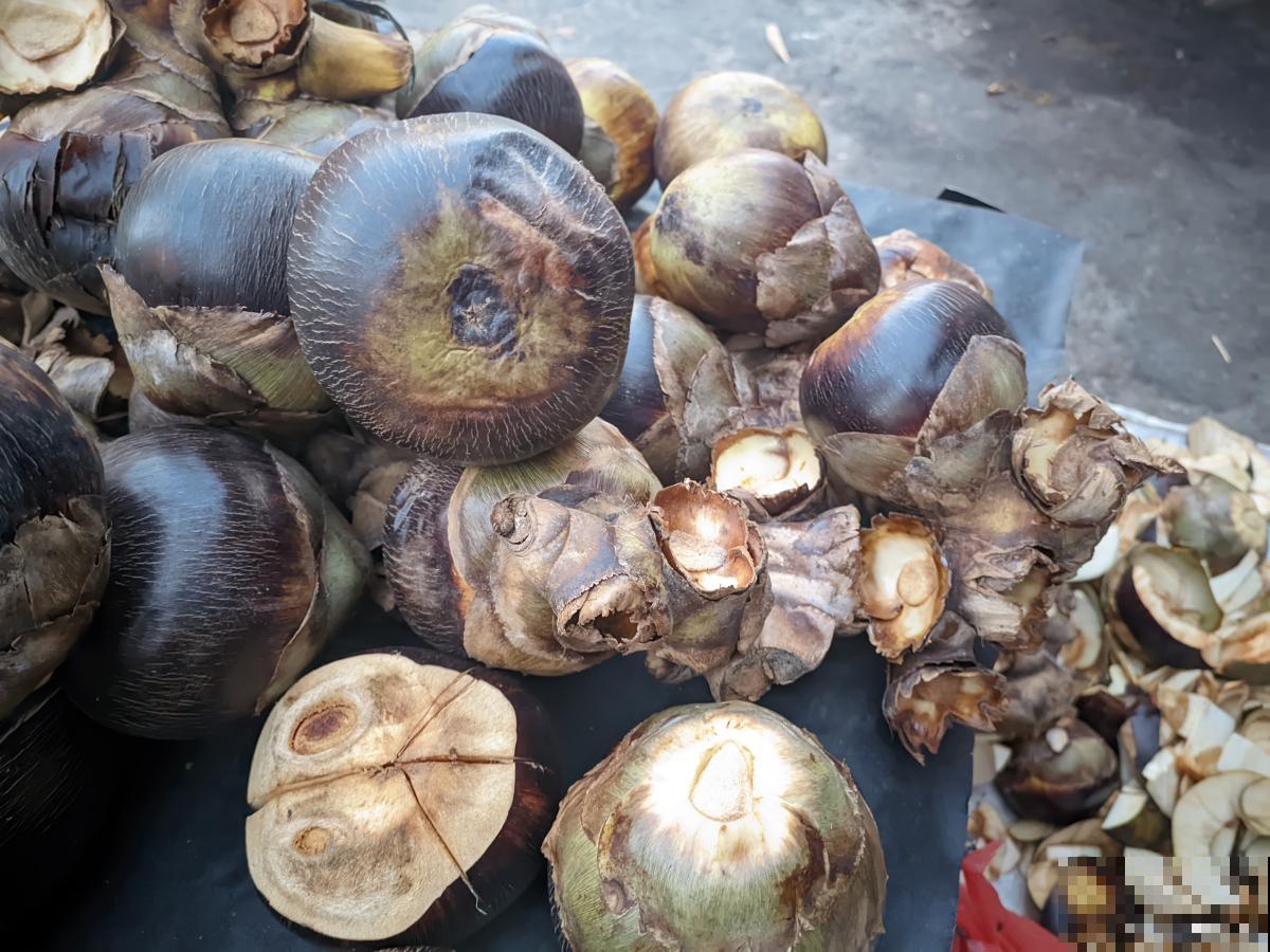 马蹄种植方法和时间