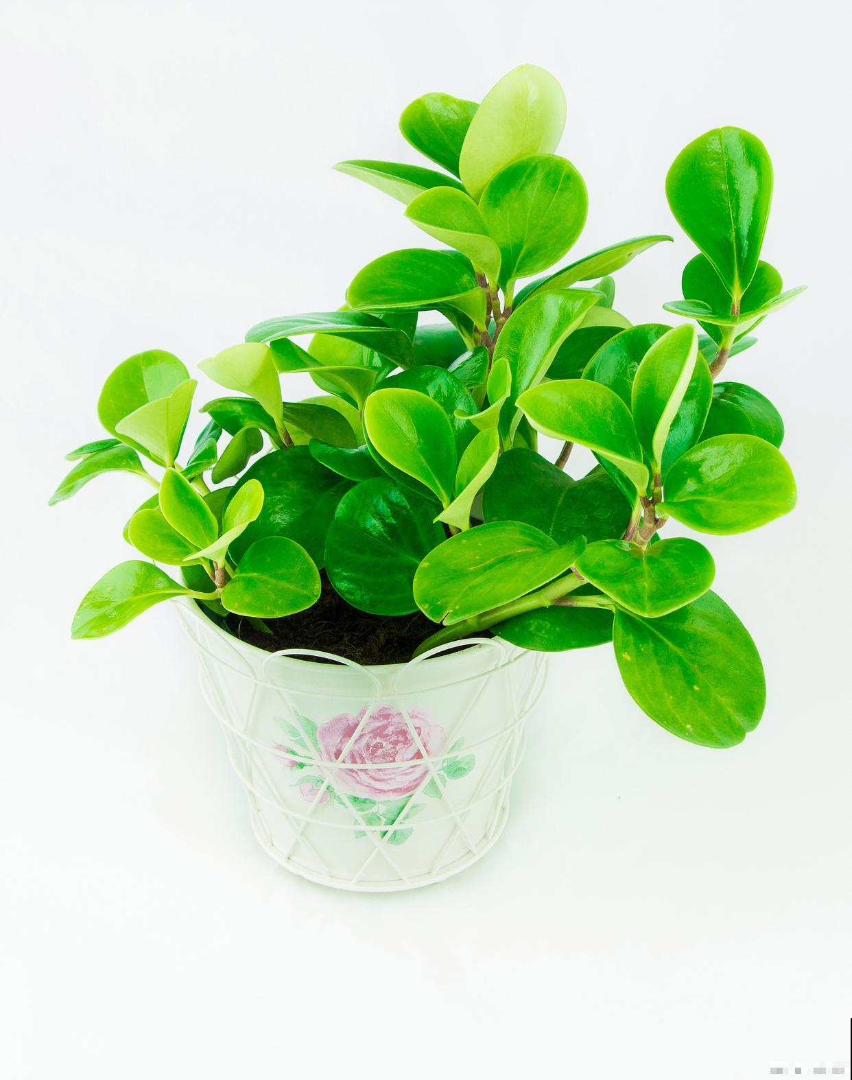 豆瓣绿施什么肥? 豆瓣绿施什么肥?