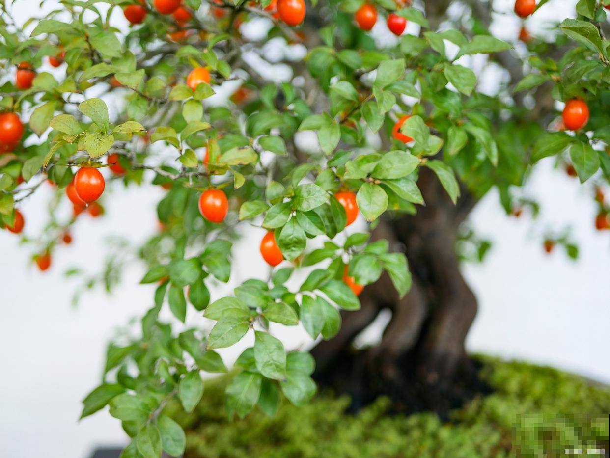 老鸦柿养殖方法与管理