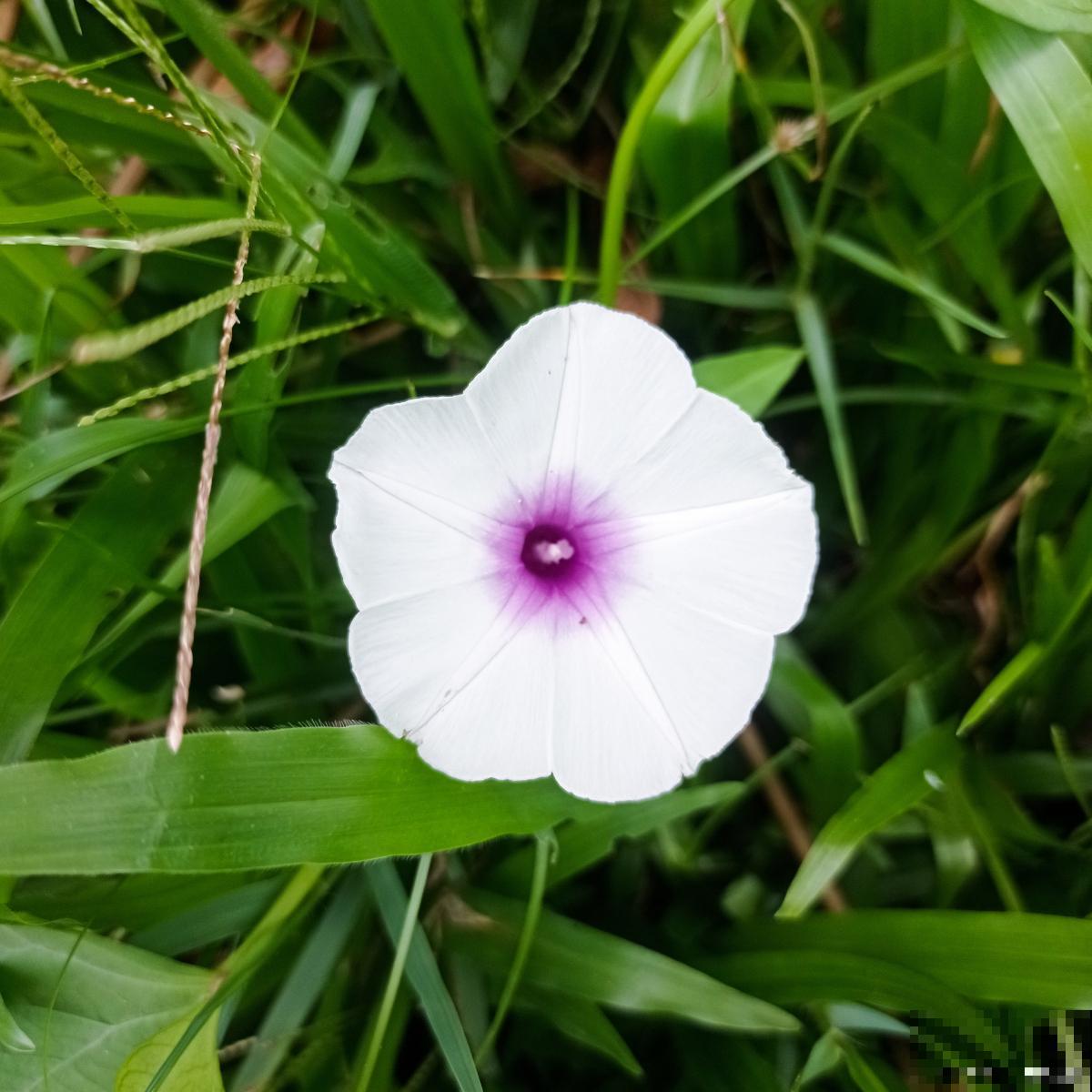 打碗花为什么叫打碗花