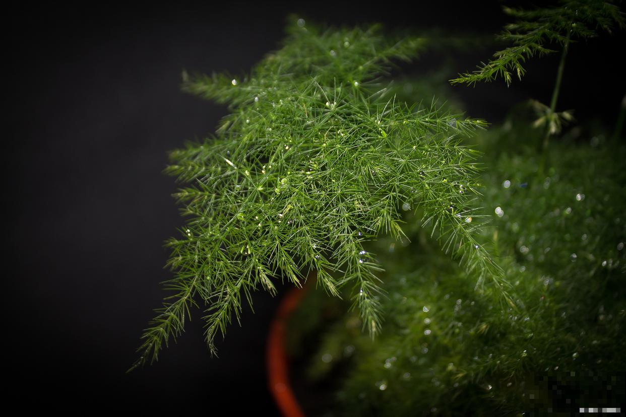 文竹怎么剪枝的? 文竹怎么剪枝的?