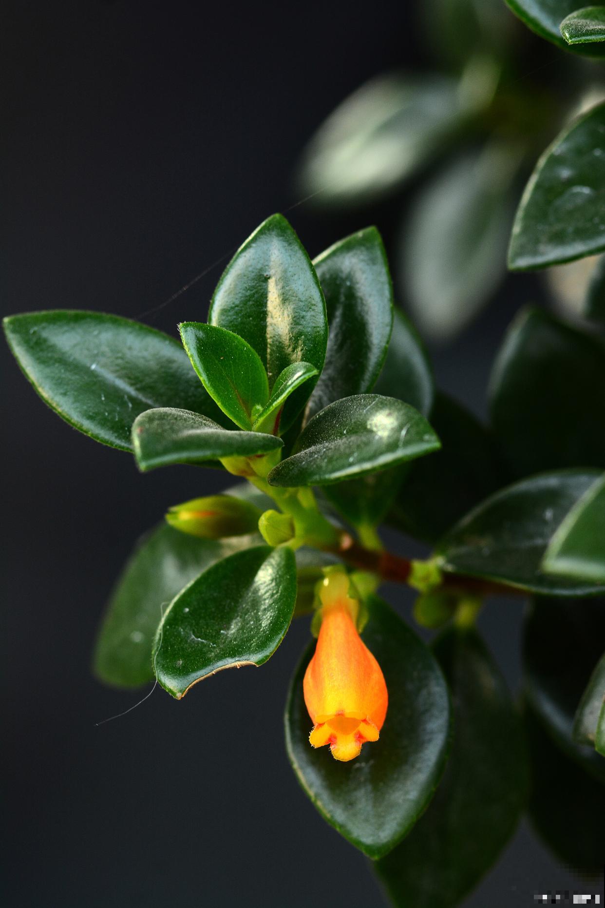 金鱼吊兰多久开花