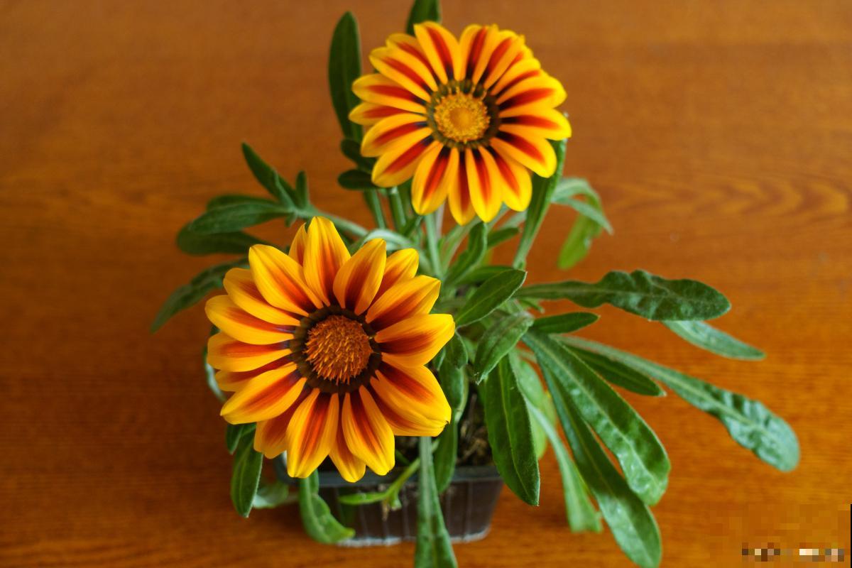 非洲菊如何繁殖？