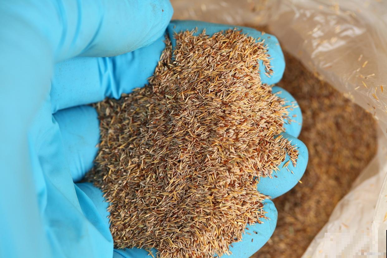 猫尾草如何种植? 猫尾草如何种植?