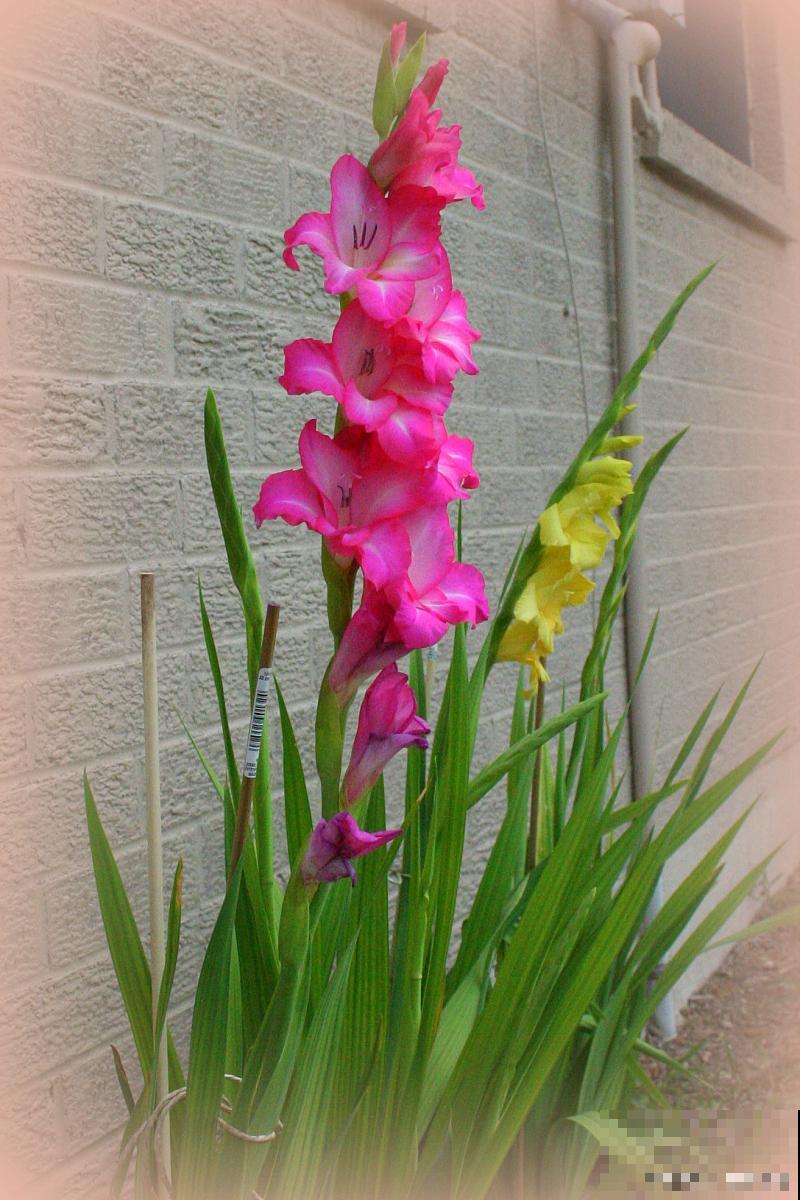 唐菖蒲一年开几次花