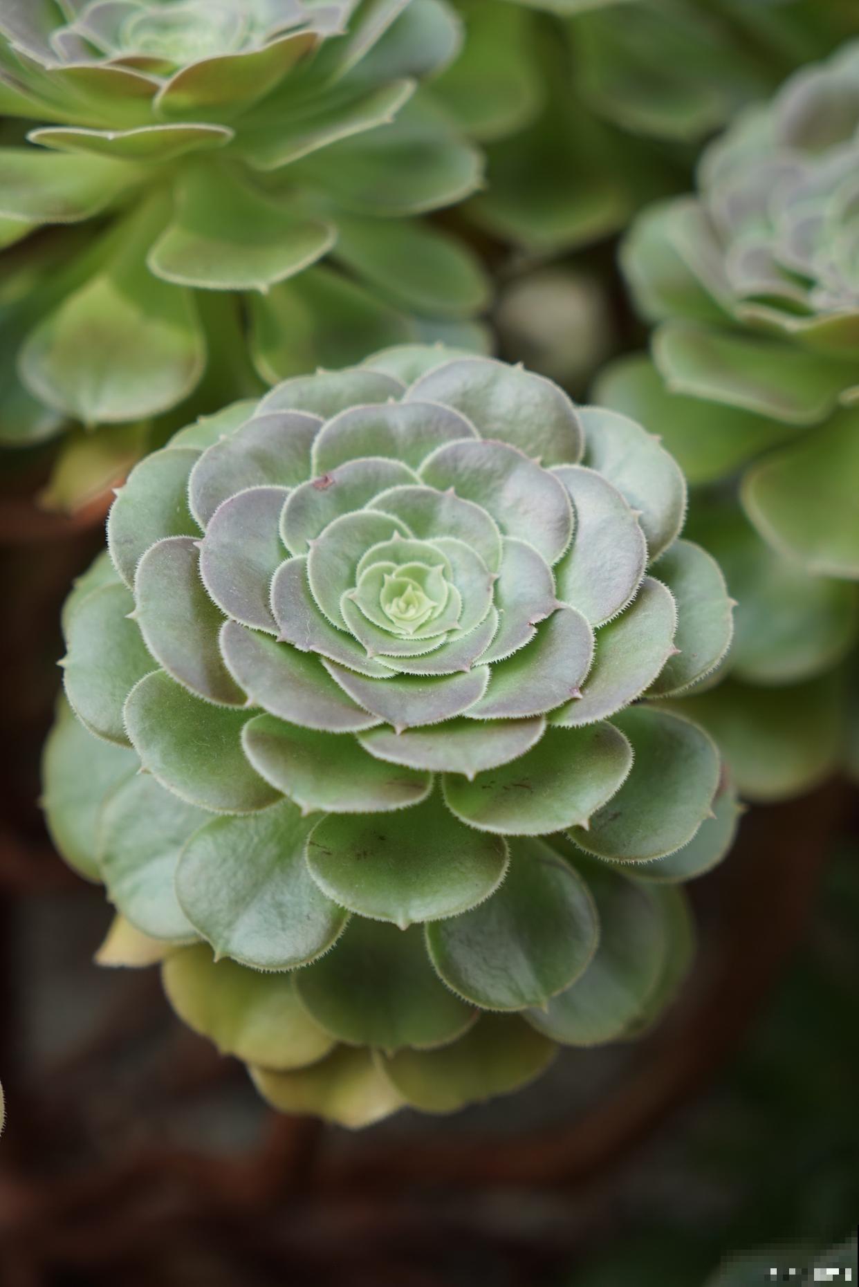 多肉植物小苗怎么上盆