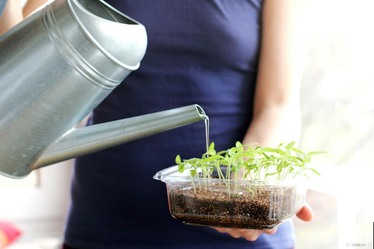 植物夏天什么时候浇水
