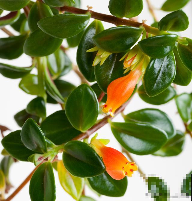 金鱼吊兰多久开花