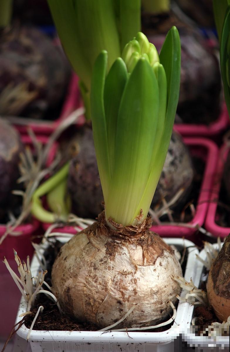 香雪兰种球的种植方法时间