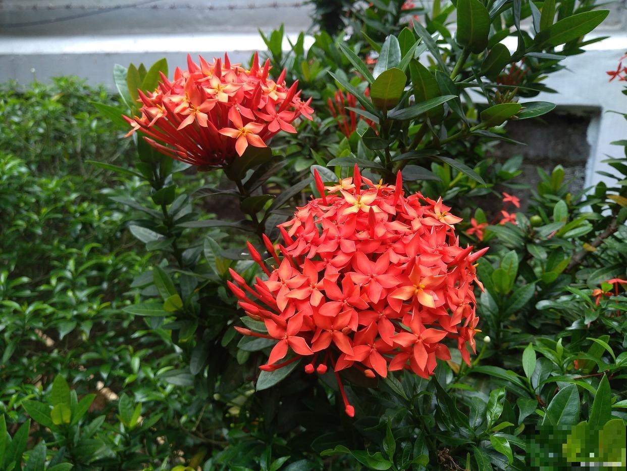 珊瑚树怎么扦插？