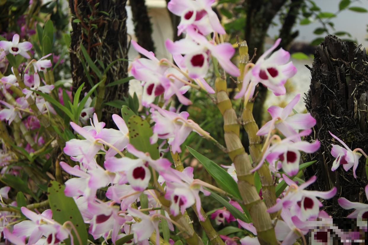 红泼墨石斛的养殖方法