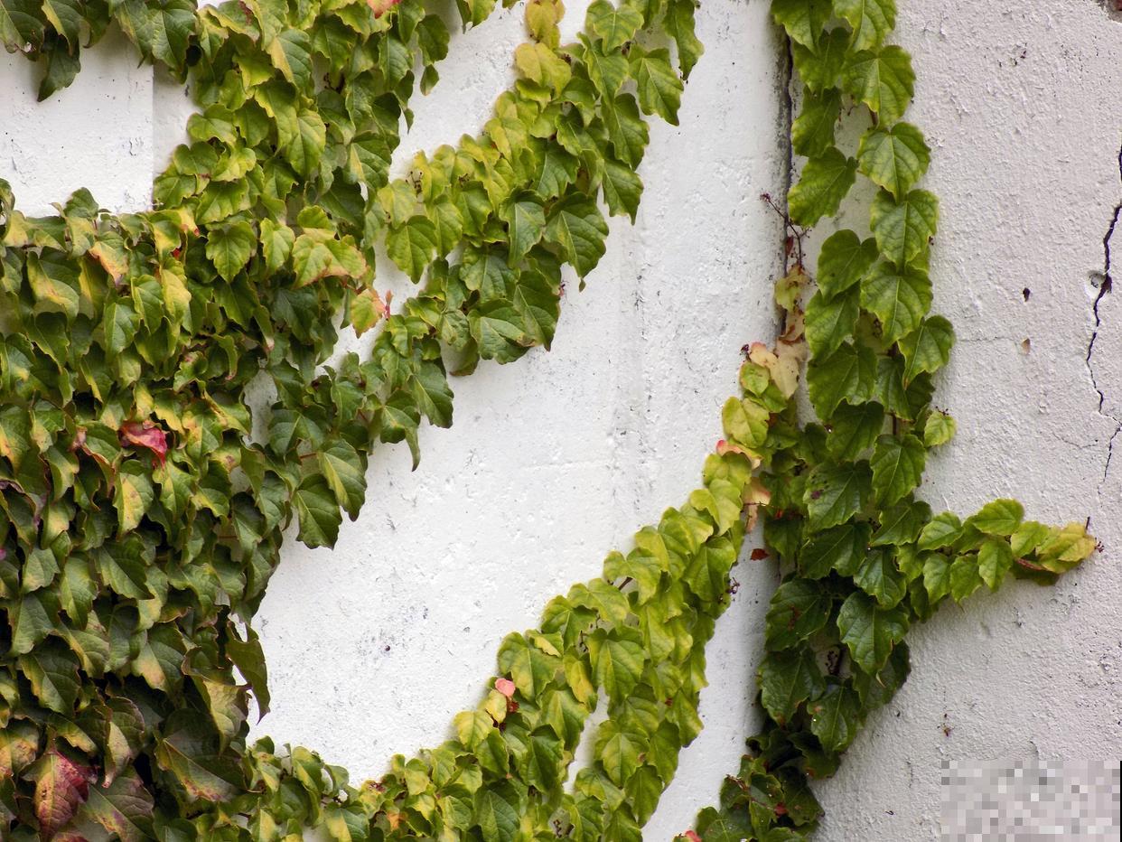 爬山虎怎么播种？