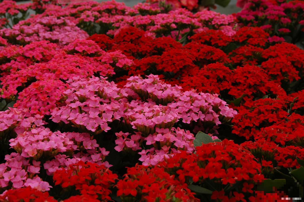 百日红怎么修剪? 百日红怎么修剪?