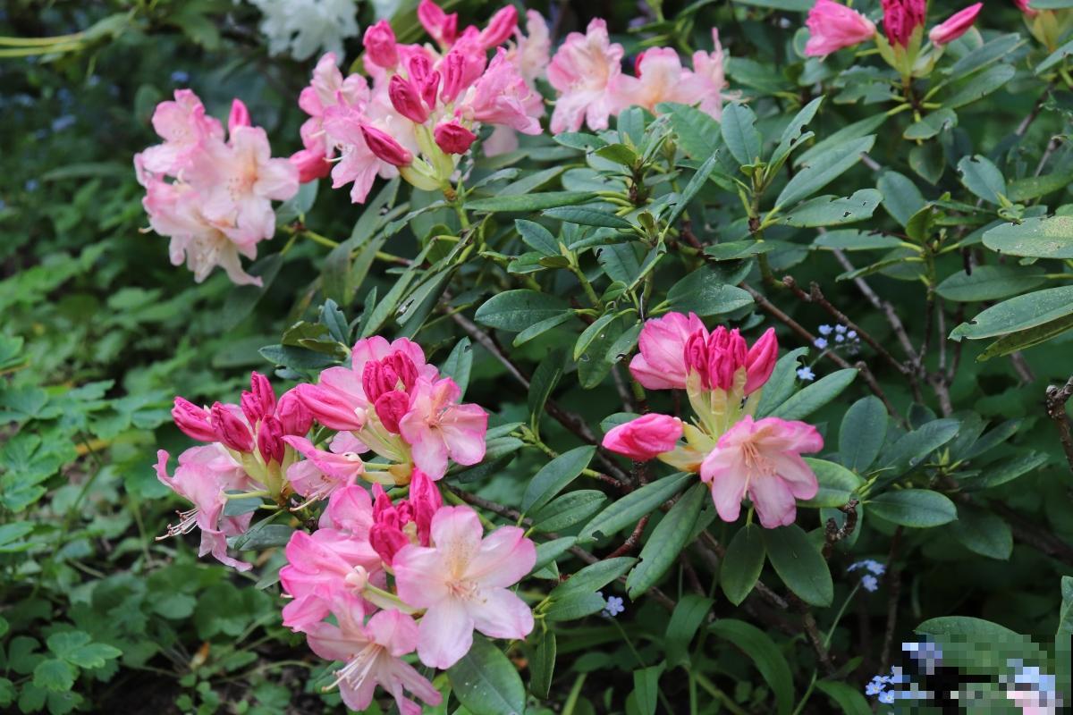 杜鹃如何繁殖的？