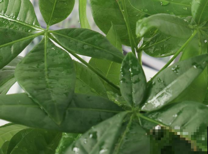 耐阴的室内花卉有很多,这4种最常见,好养观赏性强 耐阴的室内花卉有很多,这4种最常见,好养观赏性强