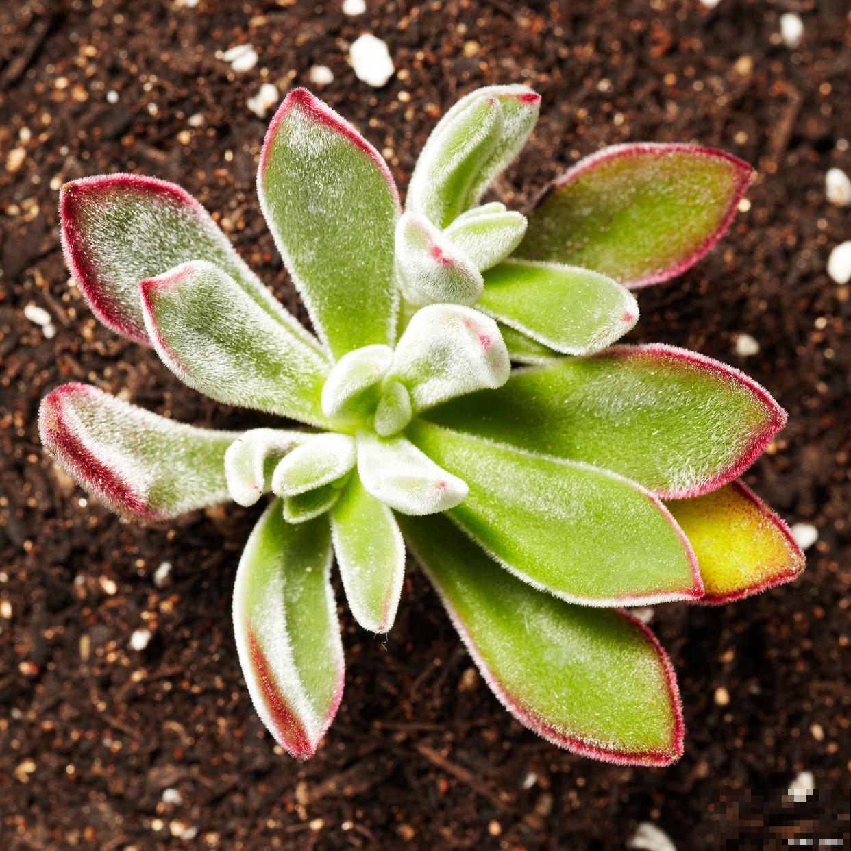 锦晃星怎么扦插？