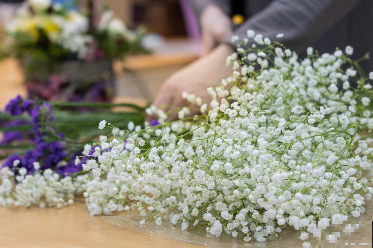 满天星花怎么种植 满天星花怎么种植