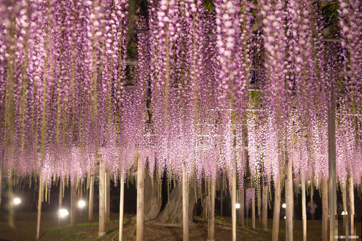 紫藤光杆根能栽活吗 紫藤光杆根能栽活吗