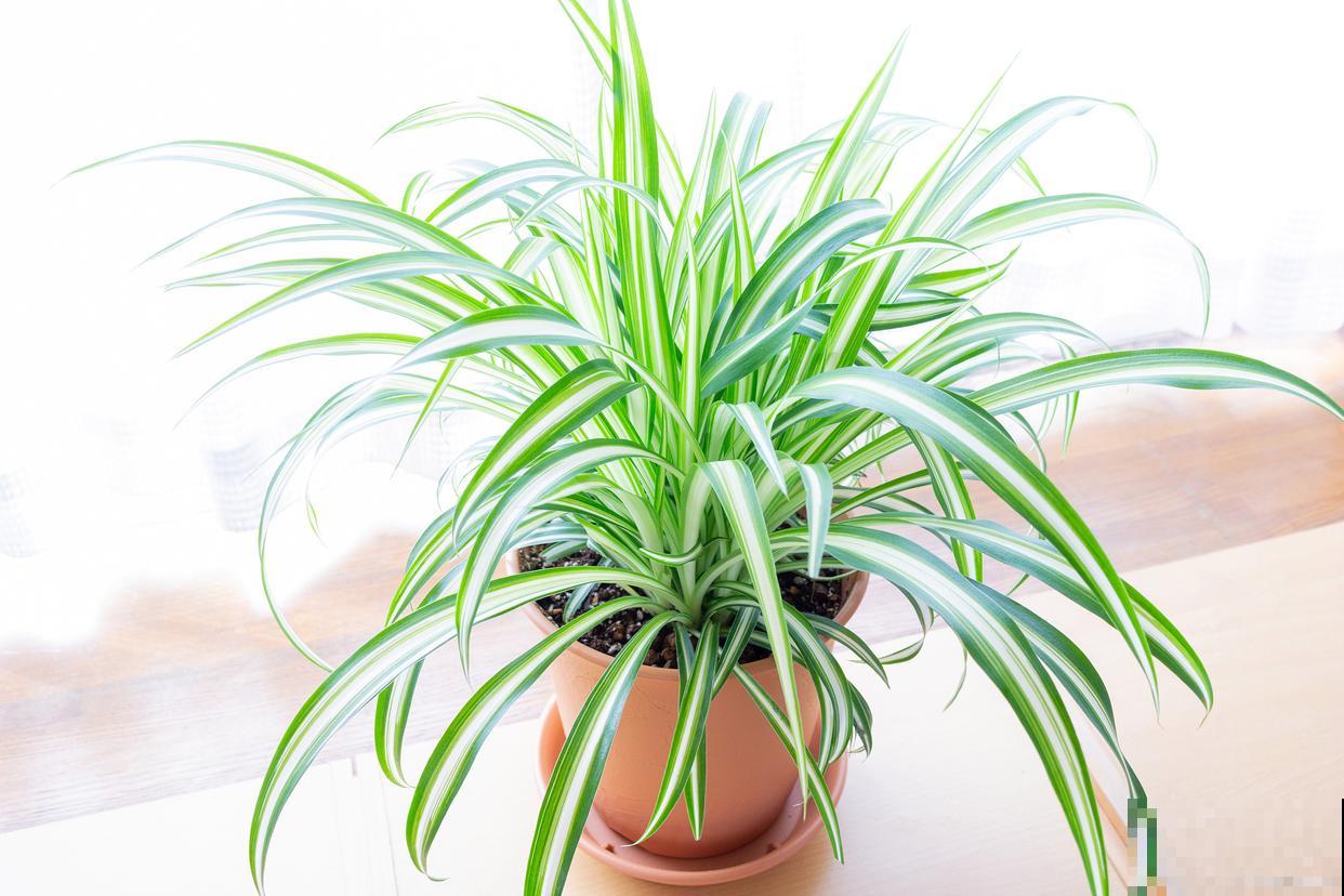 办公室摆什么绿植好 办公室摆什么绿植好