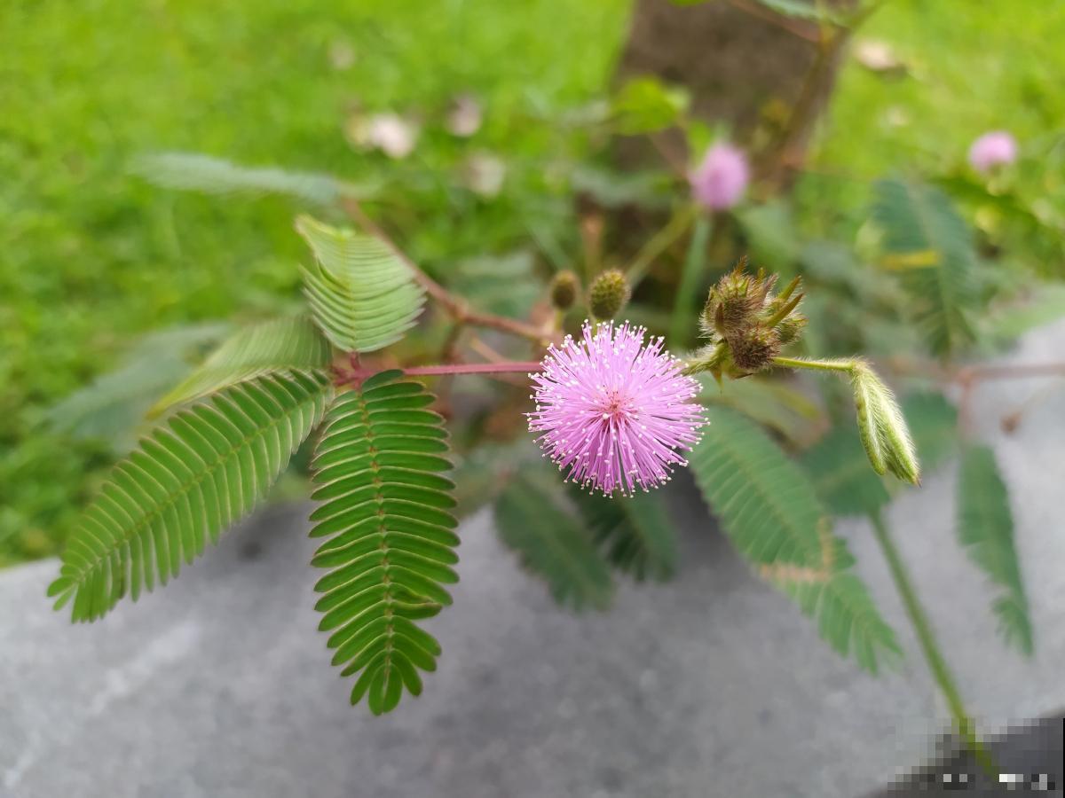 含羞草为什么能合拢叶子